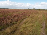 NL, Drenthe, De Wolden, Kraloerheide 1, Saxifraga-Hans Dekker